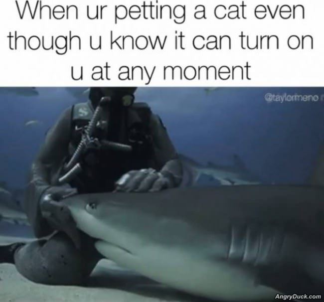 Same As Petting A Cat