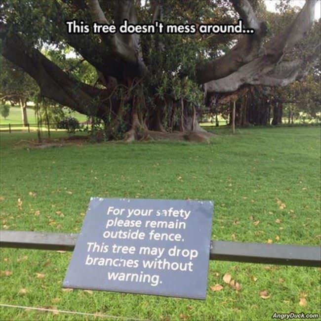 This Tree Does Not Mess Around
