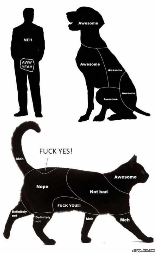 Where To Pet