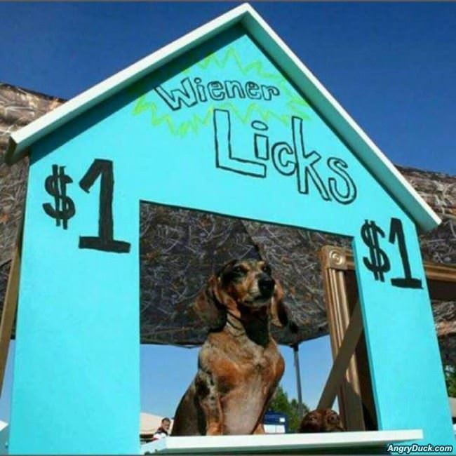 Wiener Licks
