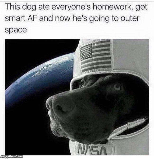 Ate Everyones Homework