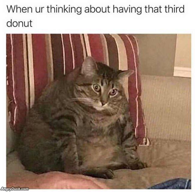 Having That 3rd Donut