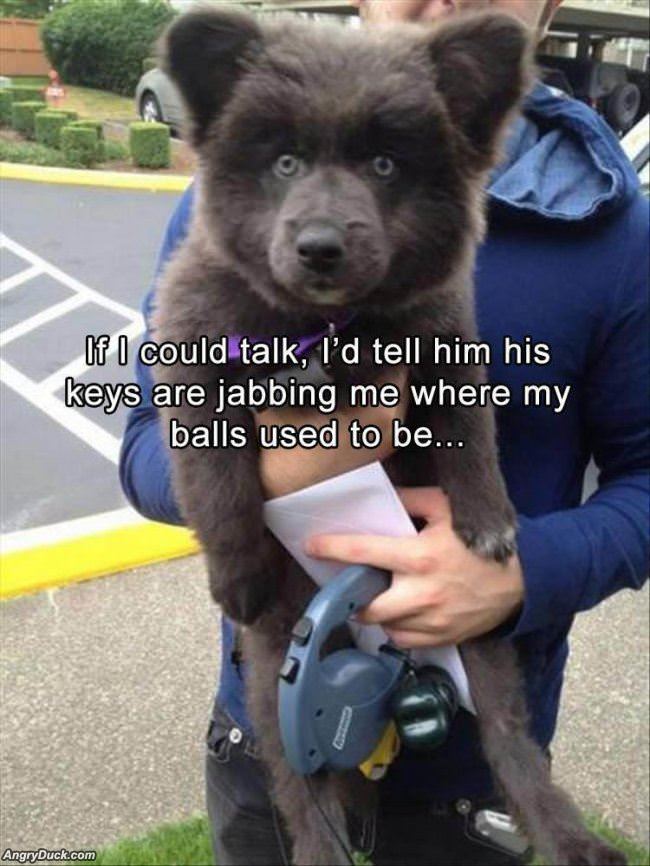 If I Could Talk