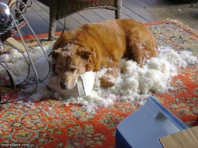 It Just Popped