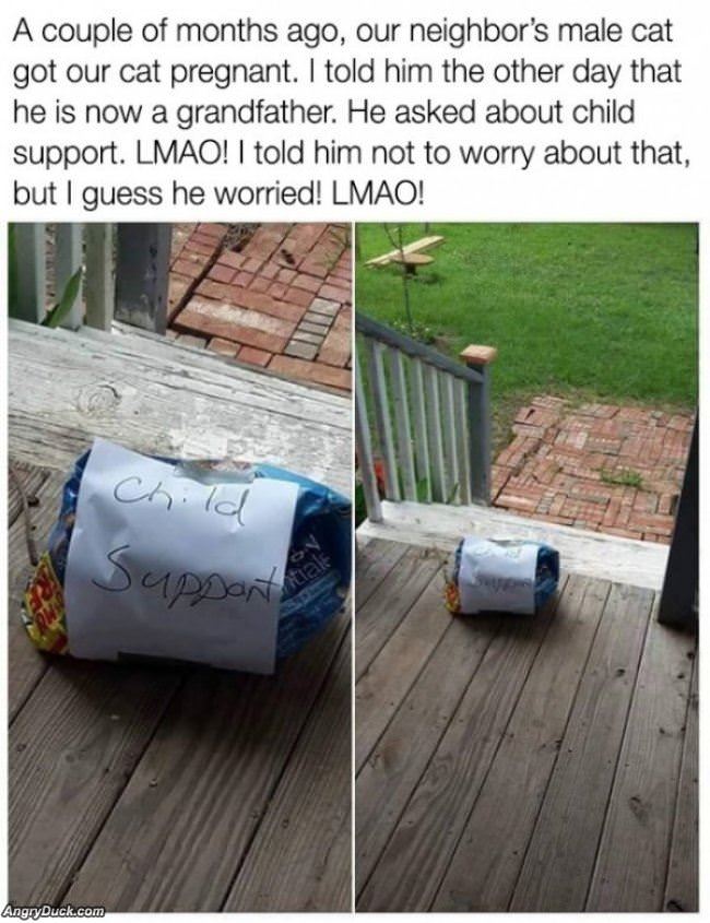 Kitty Child Support
