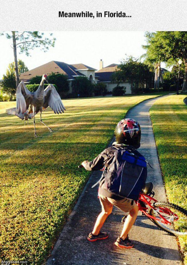 Meanwhile In Florida