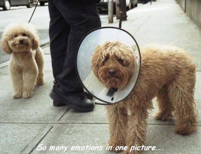 So Many Emotions In One Picture