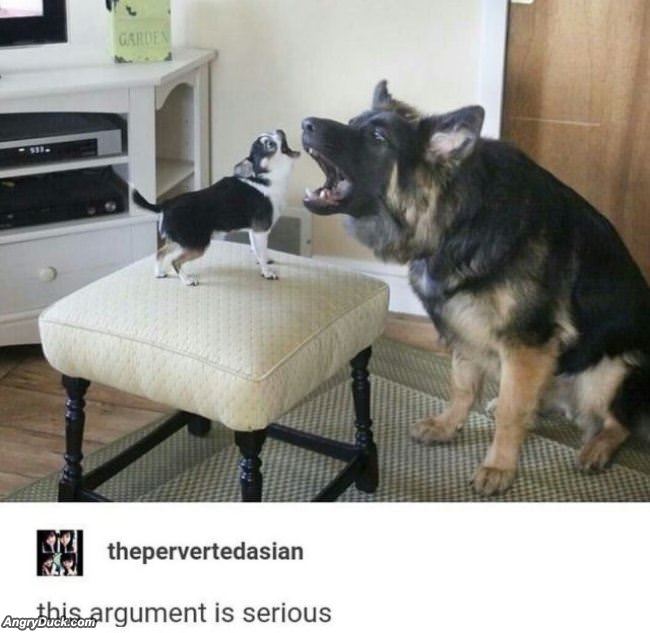 This Is A Serious Argument