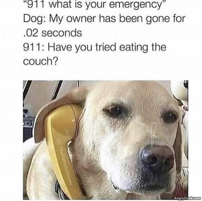 Dog 911