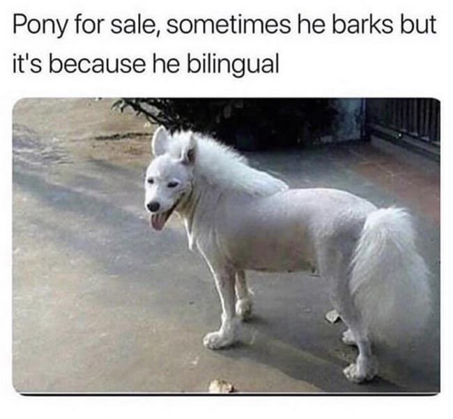 Bilingual Dog