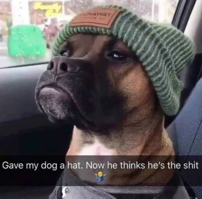 Gave My Dog A Hat