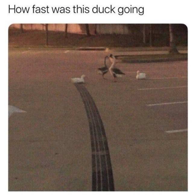 How Fast Was He Going