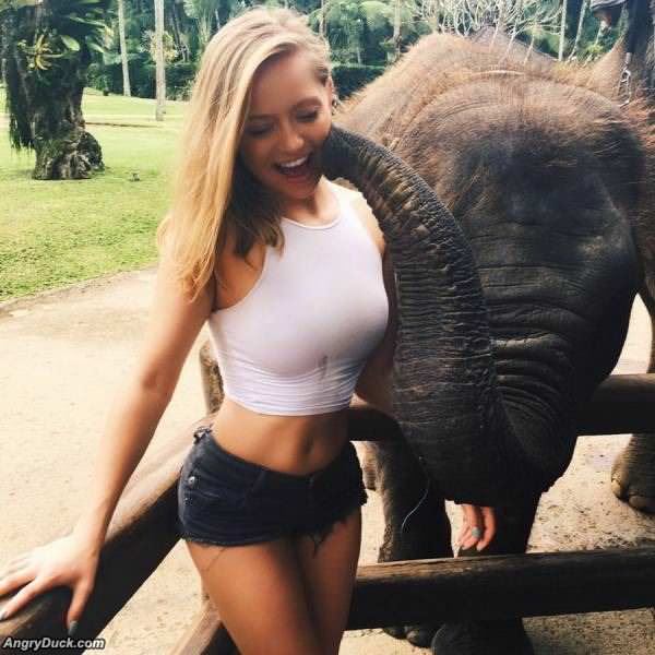 An Elephant
