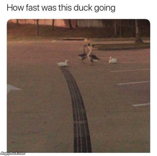 How Fast Was This Duck Going