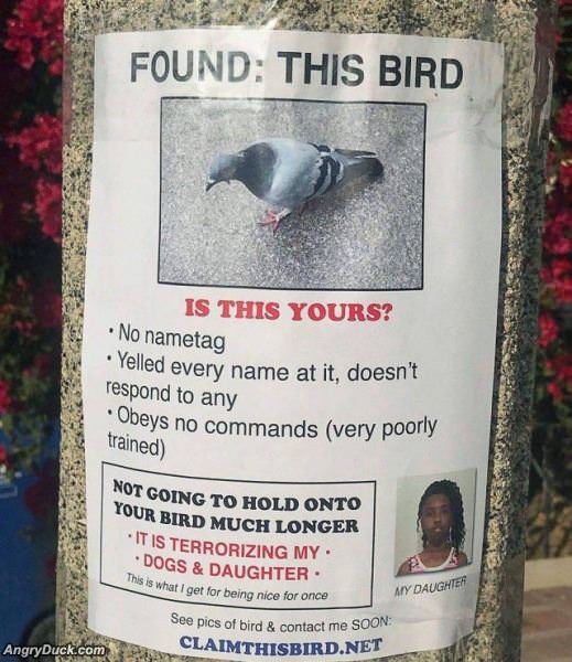 Poorly Trained Birds