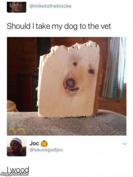Should I Take My Dog