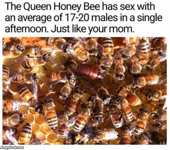 The Queen Bee