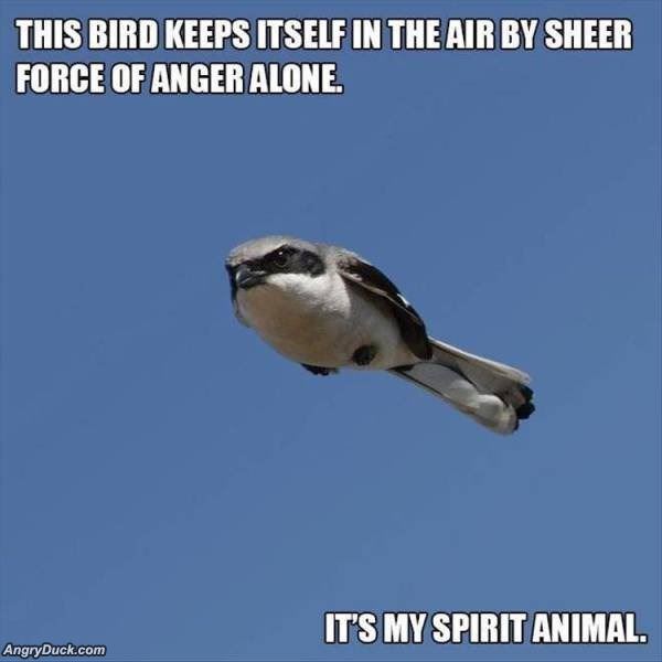 This Bird Flys Angry