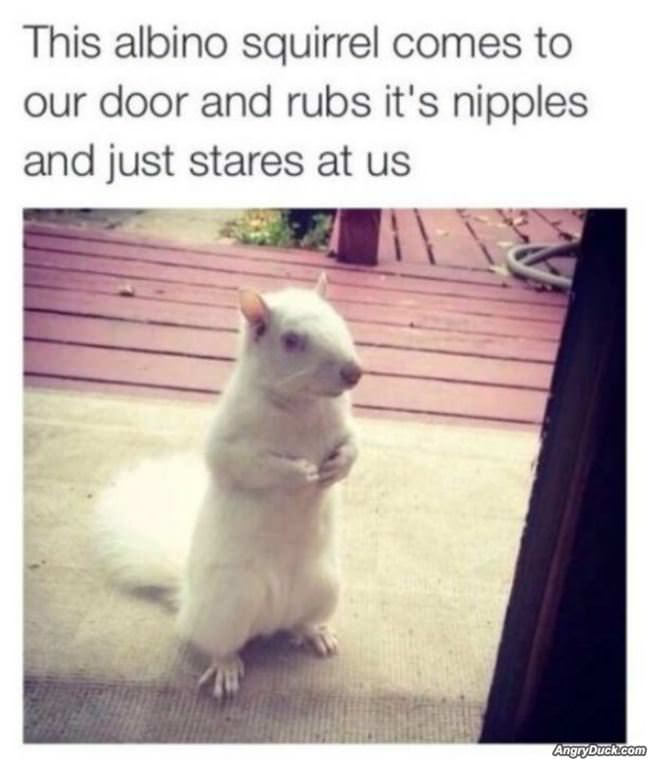 Can I Has Nuts
