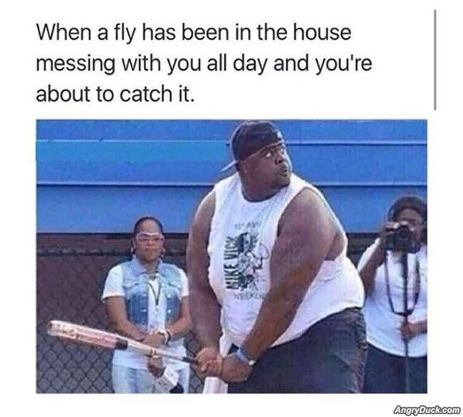 The Fly Is Gunna Get It