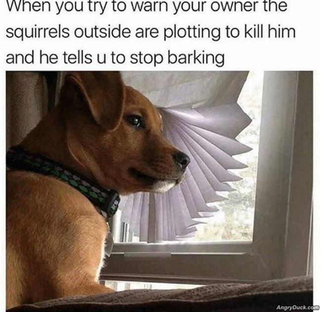 But The Squirrels