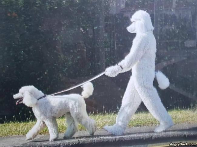 Doggo The Doggo Walker