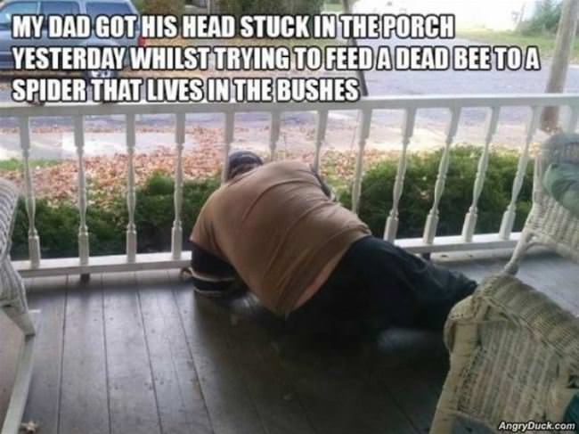 Feeding A Dead Bee