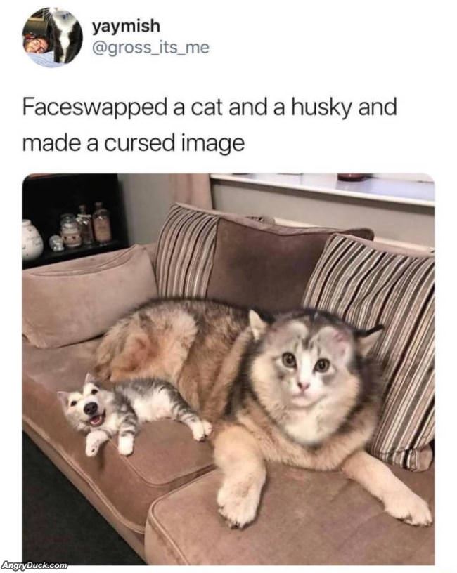 Faceswapped A Cat And Husky