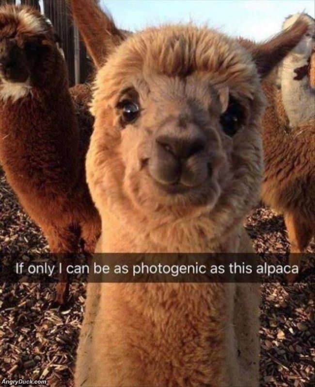 If Only I Can Be This Photogenic