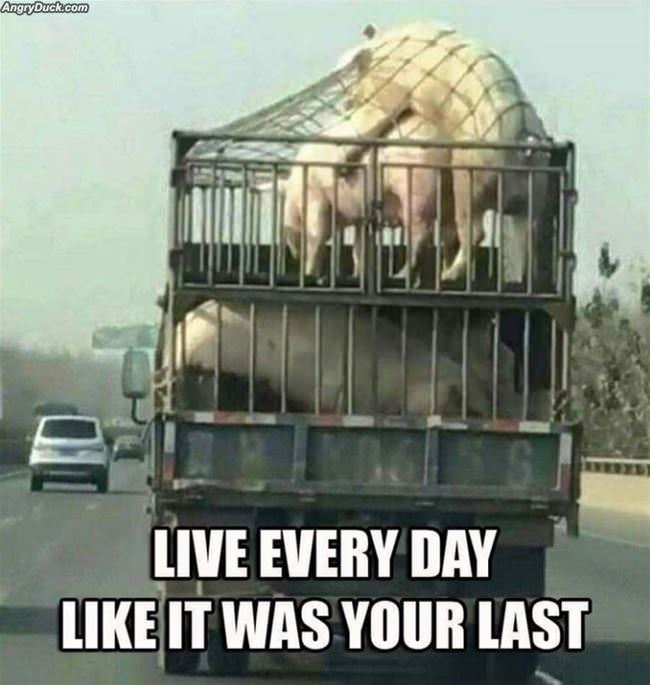 Live It Like Your Last Day