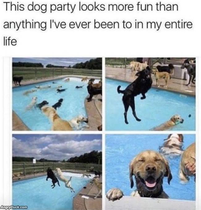 This Dog Party Looks Fun