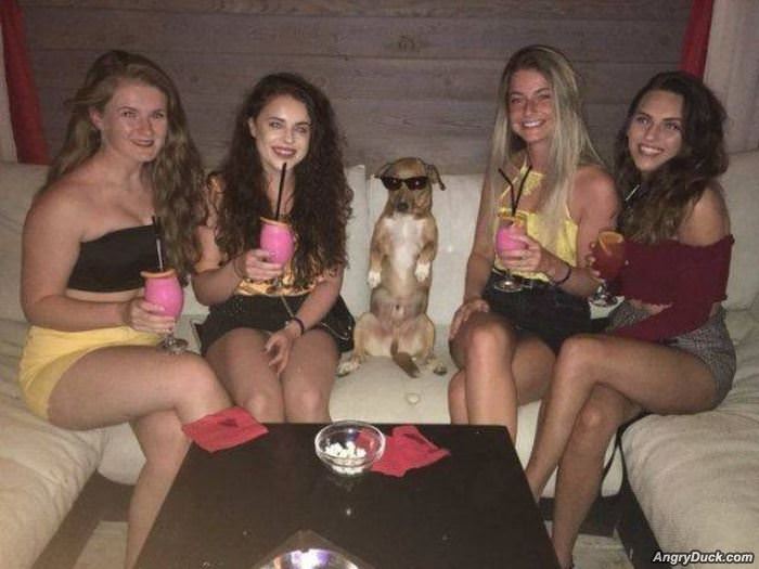 Coolest Dog In The World