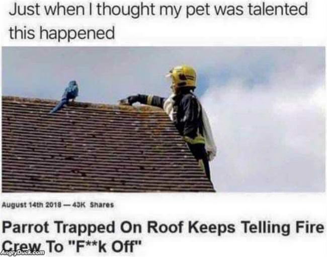 A Talented Pet