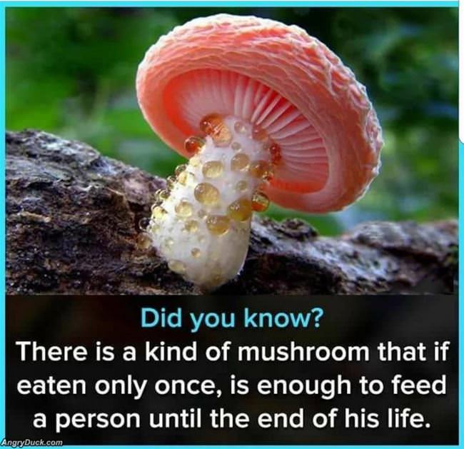Did You Know