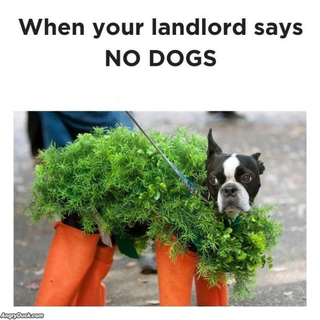 Landlord Says No Dogs