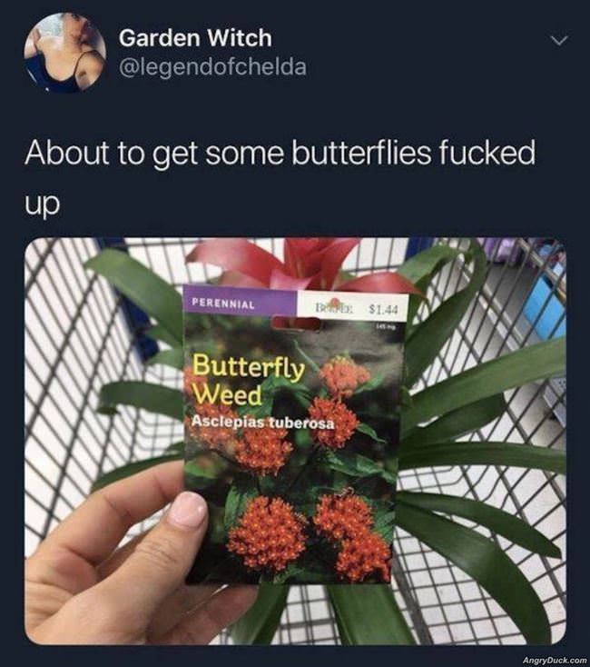 Butterflys