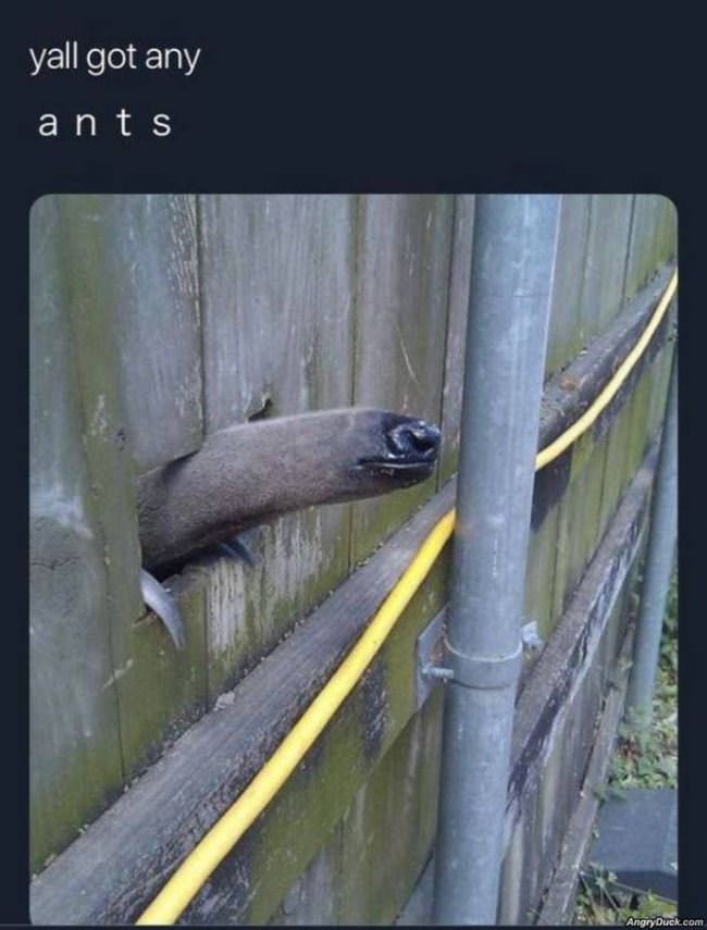 Got Any Ants