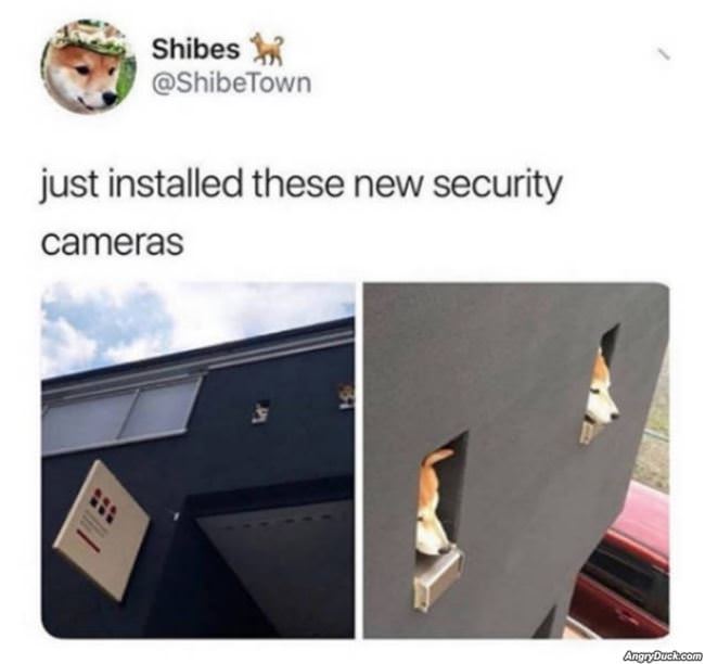 New Security Cameras
