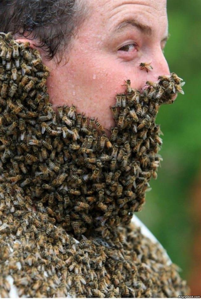 The Bee Man