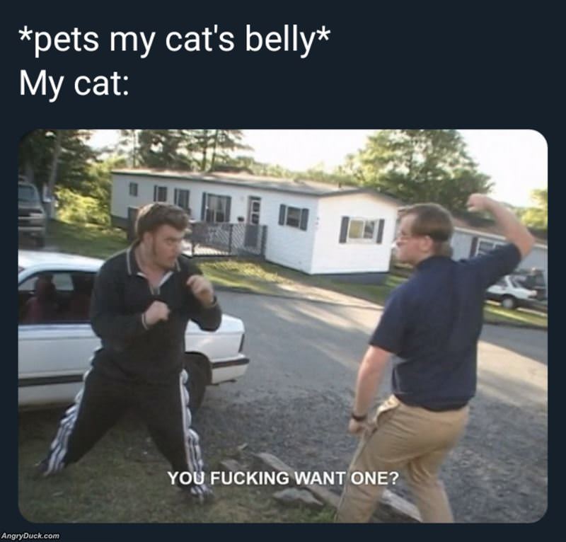 Petting The Cats Belly