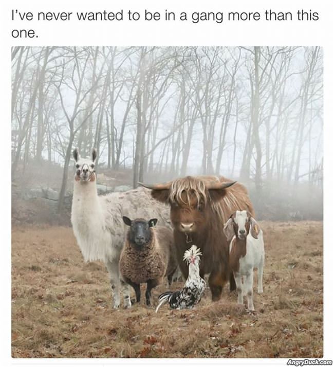 I Want To Be In A Gang