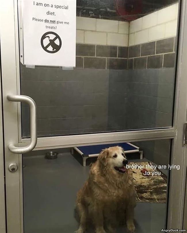 They Are Lying To You