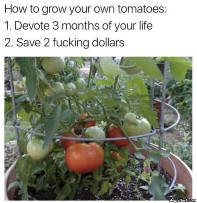How To Grow Tomatoes