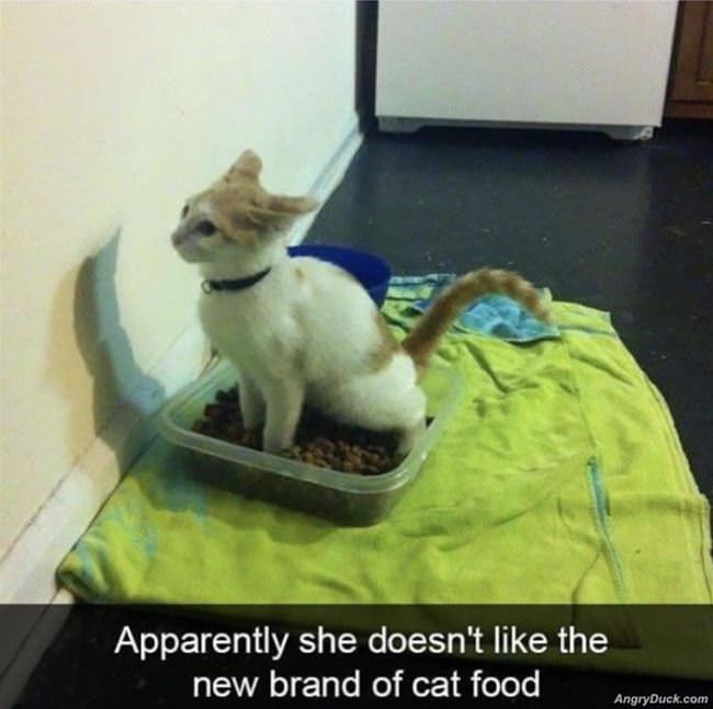 New Cat Food Sucks