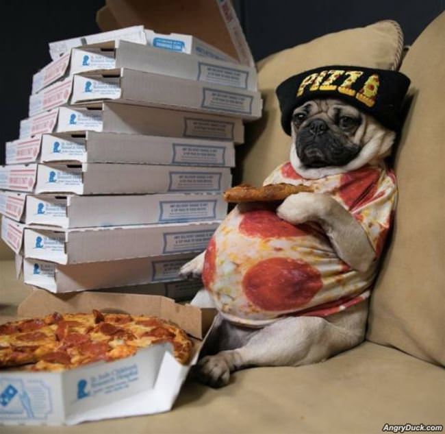 Pizza Pug And Chill