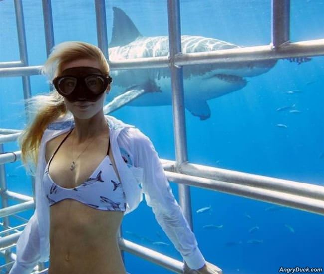 Chilling With Sharks