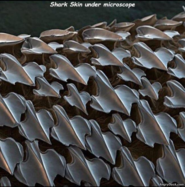 Shark Skin Under A Microscope