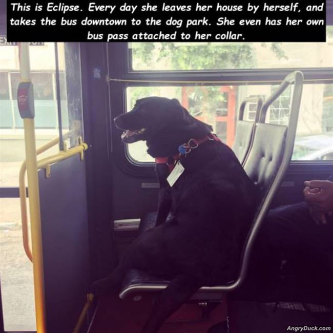 Takes The Bus Downtown