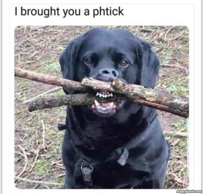 Brought You A Stick