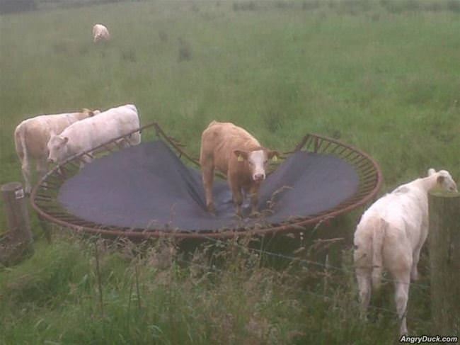 This Trampoline Sucks